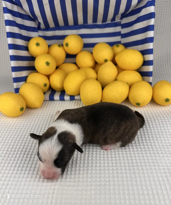 Fudgesicle  – Cardigan Welsh Corgi, Pembroke Welsh Corgi puppy for sale in Waskom, TX