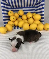 Fudgesicle , a female Cardigan Welsh Corgi and Pembroke Welsh Corgi for sale in Waskom, TX – 1 of 5