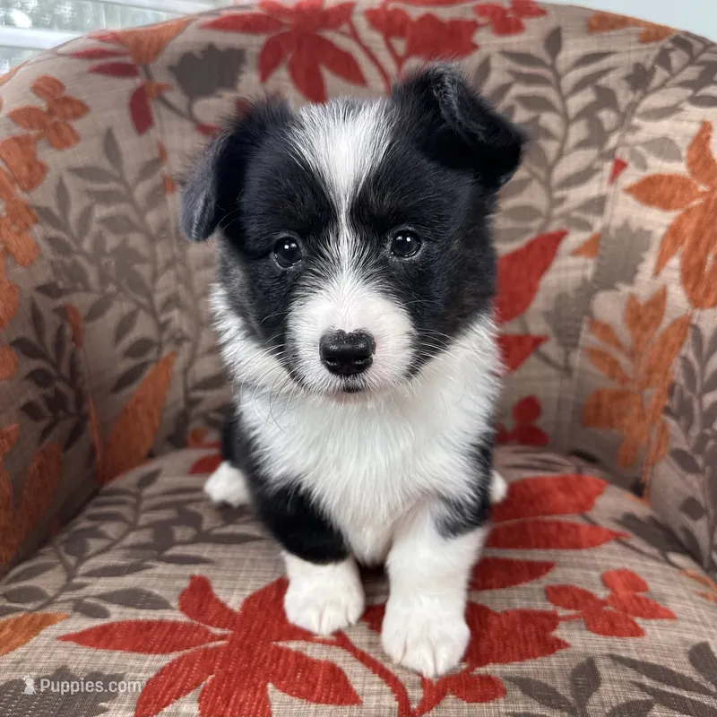 Slushie- fluffy – Cardigan Welsh Corgi, Pembroke Welsh Corgi puppy for sale in Waskom, TX