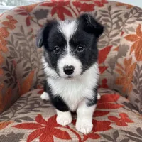 Slushie- fluffy, a female Cardigan Welsh Corgi and Pembroke Welsh Corgi for sale in Waskom, TX – 1 of 6