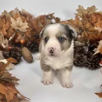 Creamsicle, a female Cardigan Welsh Corgi and Pembroke Welsh Corgi for sale in Waskom, TX – 4 of 6