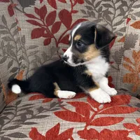 Blizzard , a male Cardigan Welsh Corgi and Pembroke Welsh Corgi for sale in Waskom, TX – 3 of 5