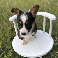 Icee, a female Cardigan Welsh Corgi and Pembroke Welsh Corgi for sale in Waskom, TX – 3 of 6