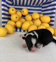 Slushie- fluffy, a female Cardigan Welsh Corgi and Pembroke Welsh Corgi for sale in Waskom, TX – 2 of 4