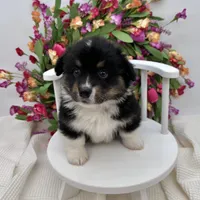 Briar- fluffy coat, a male Pembroke Welsh Corgi for sale in Waskom, TX – 3 of 8