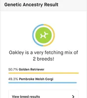 Oakley, a female Pembroke Welsh Corgi and Golden Retriever for sale in Waskom, TX – 2 of 10