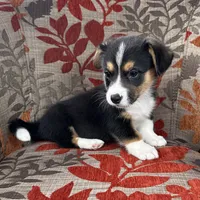 Blizzard , a male Cardigan Welsh Corgi and Pembroke Welsh Corgi for sale in Waskom, TX – 4 of 5