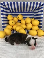 Fudgesicle , a female Cardigan Welsh Corgi and Pembroke Welsh Corgi for sale in Waskom, TX – 5 of 5