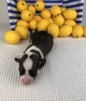 Frosty, a male Cardigan Welsh Corgi and Pembroke Welsh Corgi for sale in Waskom, TX – 4 of 5