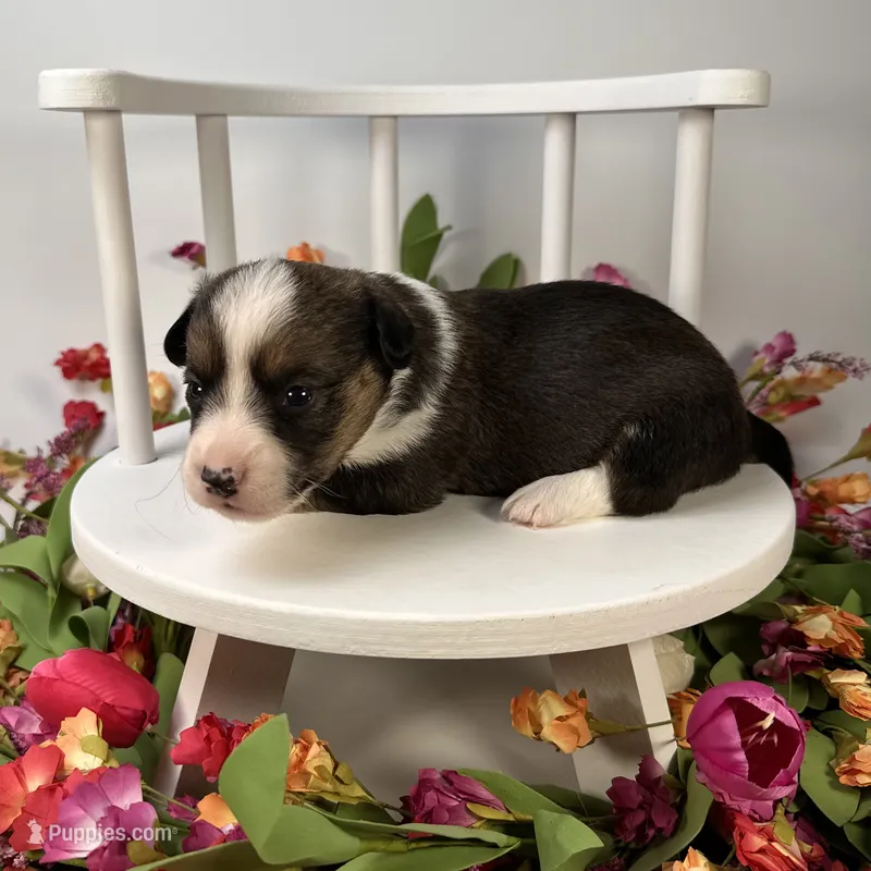 Frosty – Cardigan Welsh Corgi, Pembroke Welsh Corgi puppy for sale in Waskom, TX