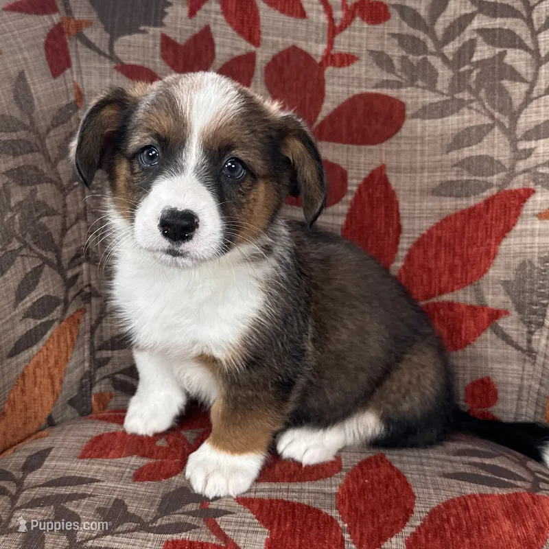 Frosty – Cardigan Welsh Corgi, Pembroke Welsh Corgi puppy for sale in Waskom, TX