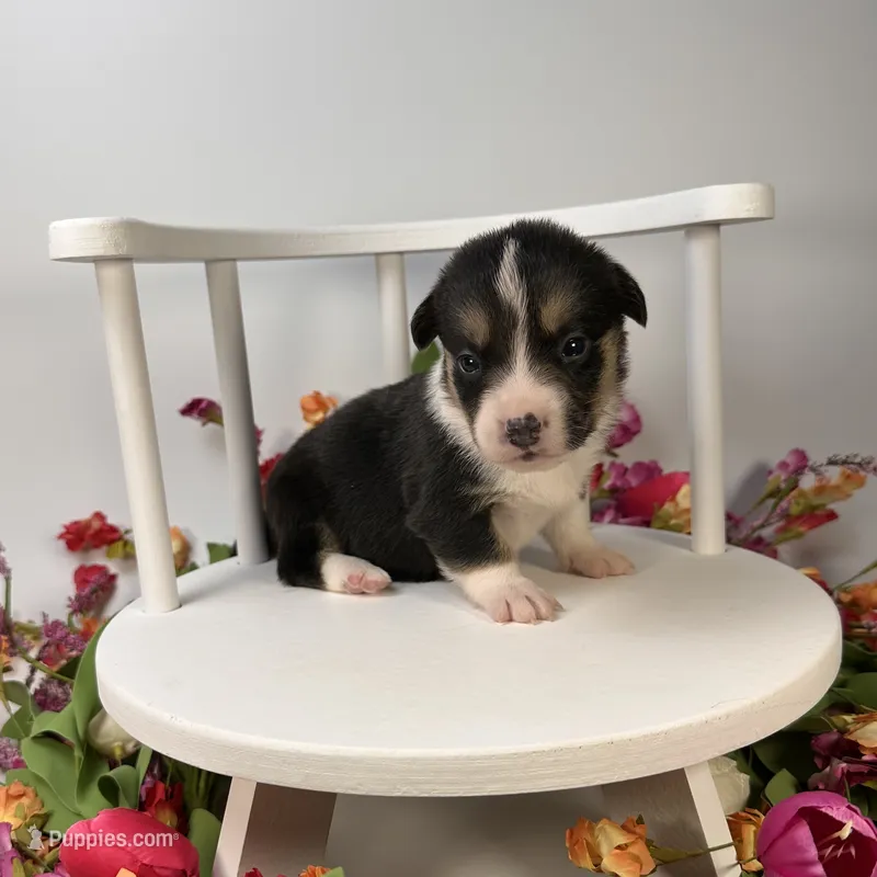 Blizzard  – Cardigan Welsh Corgi, Pembroke Welsh Corgi puppy for sale in Waskom, TX