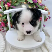 Brooks, a male Cardigan Welsh Corgi and Pembroke Welsh Corgi for sale in Waskom, TX – 2 of 8