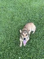Oakley, a female Pembroke Welsh Corgi and Golden Retriever for sale in Waskom, TX – 3 of 10