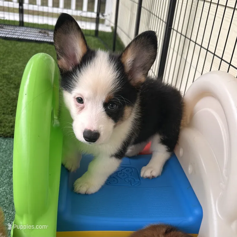 Brooks – Cardigan Welsh Corgi, Pembroke Welsh Corgi puppy for sale in Waskom, TX