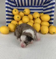 Creamsicle, a female Cardigan Welsh Corgi and Pembroke Welsh Corgi for sale in Waskom, TX – 5 of 6