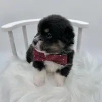 Briar- fluffy coat, a male Pembroke Welsh Corgi for sale in Waskom, TX – 5 of 5
