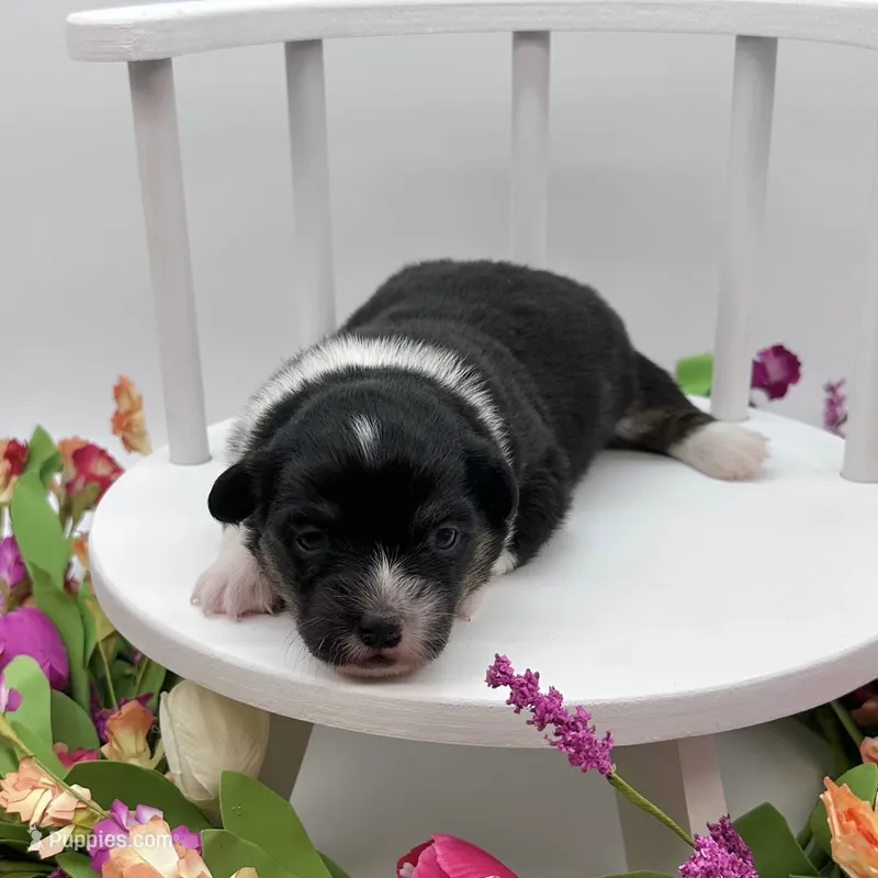 Briar- fluffy coat – Pembroke Welsh Corgi puppy for sale in Waskom, TX