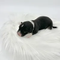 Briar- fluffy coat, a male Pembroke Welsh Corgi for sale in Waskom, TX – Photo 4 of 4