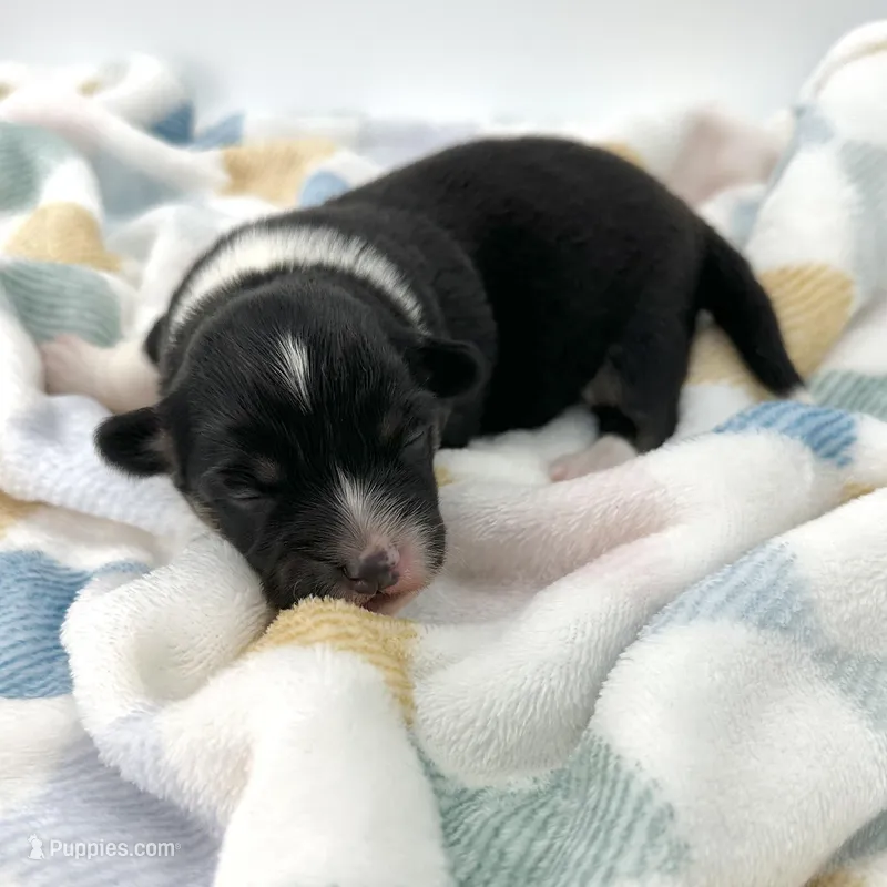 Briar- fluffy coat – Pembroke Welsh Corgi puppy for sale in Waskom, TX