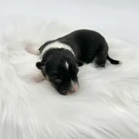 Briar- fluffy coat, a male Pembroke Welsh Corgi for sale in Waskom, TX – Photo 3 of 4