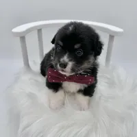 Briar- fluffy coat, a male Pembroke Welsh Corgi for sale in Waskom, TX – 4 of 5