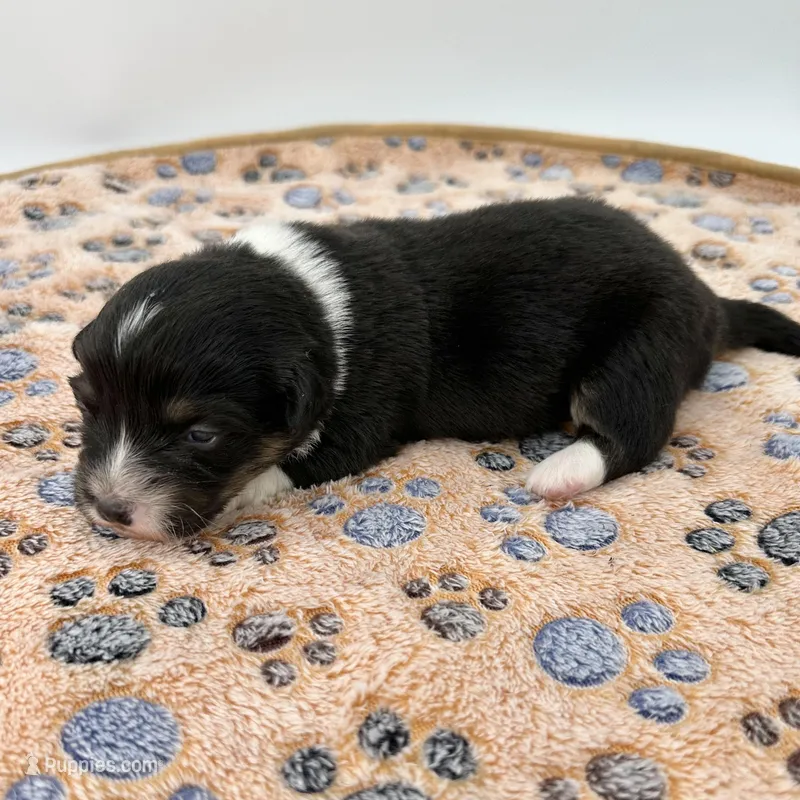 Briar- fluffy coat – Pembroke Welsh Corgi puppy for sale in Waskom, TX
