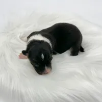 Briar- fluffy coat, a male Pembroke Welsh Corgi for sale in Waskom, TX – Photo 2 of 4