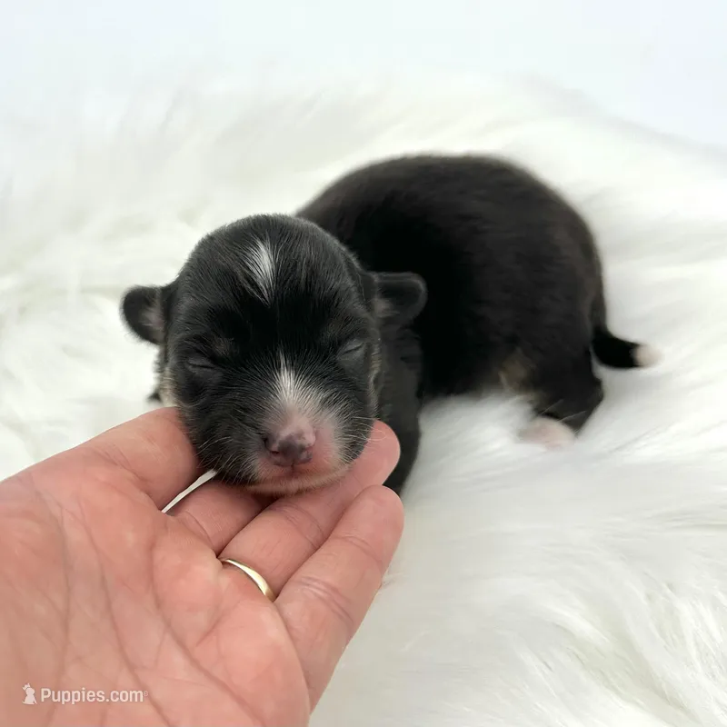Briar- fluffy coat – Pembroke Welsh Corgi puppy for sale in Waskom, TX