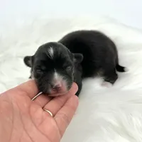 Briar- fluffy coat, a male Pembroke Welsh Corgi for sale in Waskom, TX – Photo 1 of 4