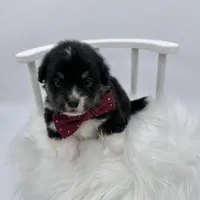 Briar- fluffy coat, a male Pembroke Welsh Corgi for sale in Waskom, TX – 3 of 5