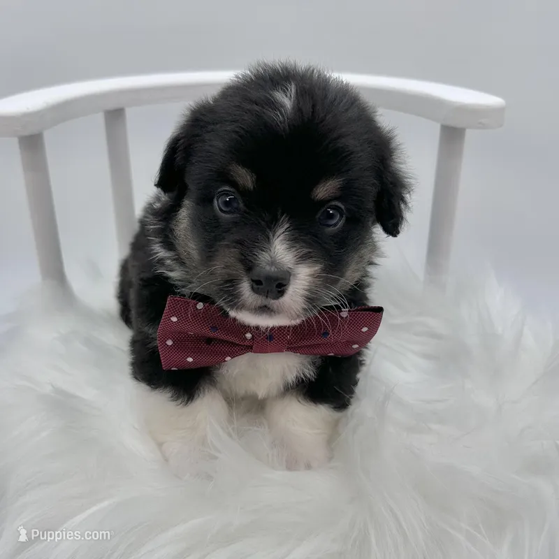 Briar- fluffy coat – Pembroke Welsh Corgi puppy for sale in Waskom, TX