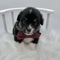 Briar- fluffy coat, a male Pembroke Welsh Corgi for sale in Waskom, TX – 1 of 5