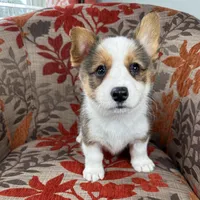 Gelato, a male Cardigan Welsh Corgi and Pembroke Welsh Corgi for sale in Waskom, TX – 3 of 5