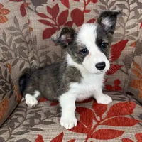 Fudgesicle , a female Cardigan Welsh Corgi and Pembroke Welsh Corgi for sale in Waskom, TX – 3 of 5