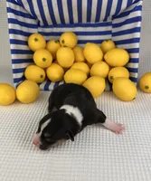 Blizzard , a male Cardigan Welsh Corgi and Pembroke Welsh Corgi for sale in Waskom, TX – 1 of 5