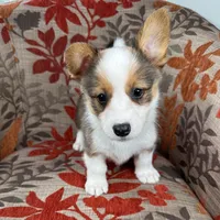 Gelato, a male Cardigan Welsh Corgi and Pembroke Welsh Corgi for sale in Waskom, TX – 1 of 5