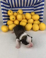 Fudgesicle , a female Cardigan Welsh Corgi and Pembroke Welsh Corgi for sale in Waskom, TX – 3 of 5