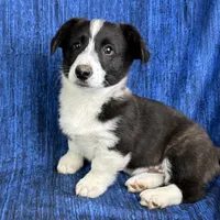 Cupid, a male Cardigan Welsh Corgi and Pembroke Welsh Corgi for sale in Waskom, TX – Photo 2 of 5
