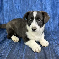 Cupid, a male Cardigan Welsh Corgi and Pembroke Welsh Corgi for sale in Waskom, TX – Photo 1 of 5