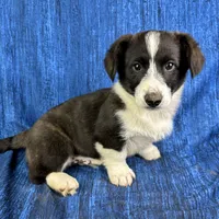 Cupid, a male Cardigan Welsh Corgi and Pembroke Welsh Corgi for sale in Waskom, TX – Photo 4 of 5