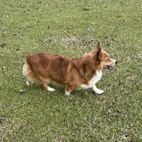Beau, a male Pembroke Welsh Corgi for sale in Waskom, TX – Photo 3 of 6