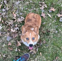 Beau, a male Pembroke Welsh Corgi for sale in Waskom, TX – Photo 2 of 6