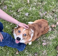 Beau, a male Pembroke Welsh Corgi for sale in Waskom, TX – Photo 5 of 6