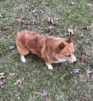 Beau, a male Pembroke Welsh Corgi for sale in Waskom, TX – Photo 6 of 6