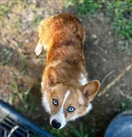 Beau, a male Pembroke Welsh Corgi for sale in Waskom, TX – Photo 1 of 6