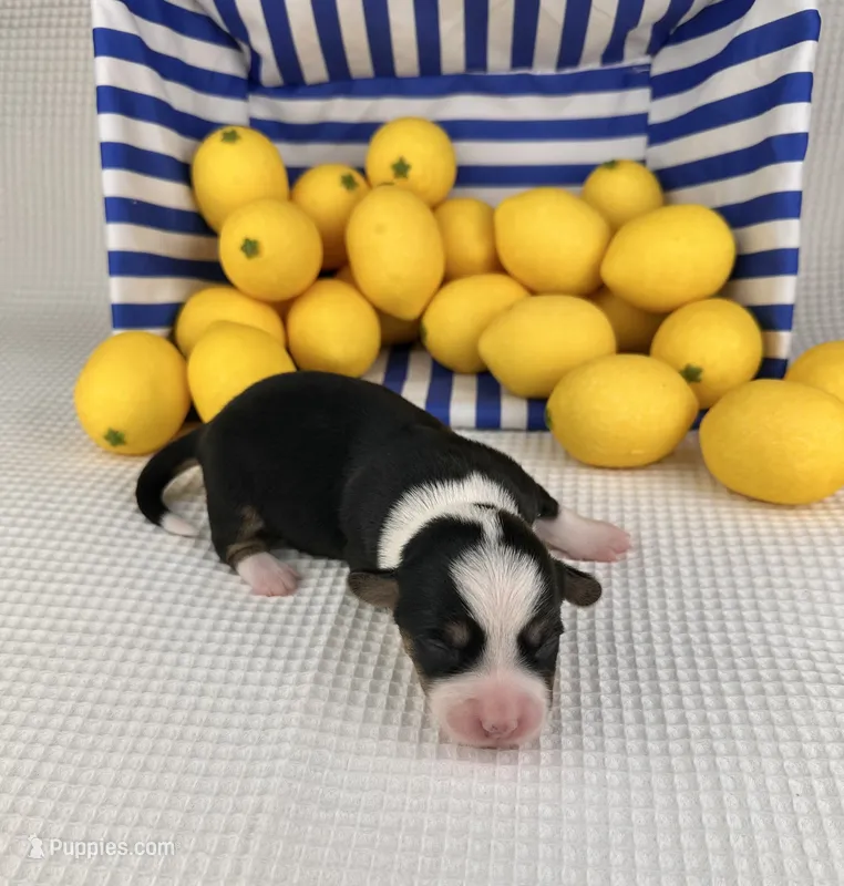 Icee – Cardigan Welsh Corgi, Pembroke Welsh Corgi puppy for sale in Waskom, TX