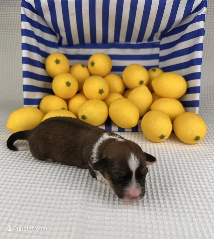 Sorbet- fluffy – Cardigan Welsh Corgi, Pembroke Welsh Corgi puppy for sale in Waskom, TX