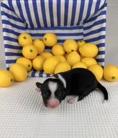 Slushie- fluffy, a female Cardigan Welsh Corgi and Pembroke Welsh Corgi for sale in Waskom, TX – 4 of 4