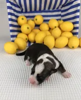Frosty, a male Cardigan Welsh Corgi and Pembroke Welsh Corgi for sale in Waskom, TX – 2 of 5